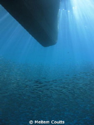 group of fish by Meltem Coutts 